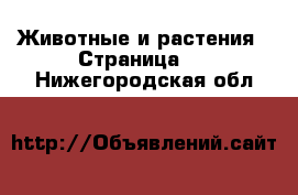  Животные и растения - Страница 4 . Нижегородская обл.